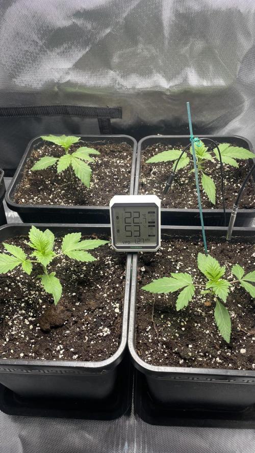 Sensi seeds - Critical runtz. Week 3