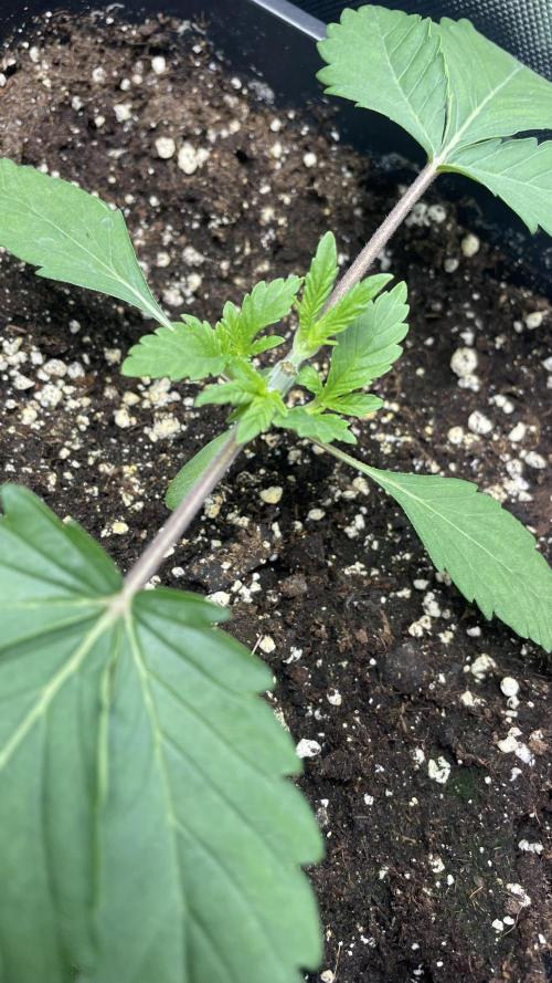 Sensi seeds - Critical runtz. Week 3 - Super wuchs unter der neuen Lampe 
Bisher bin ich wirklich beeindruckt 🌱☀️