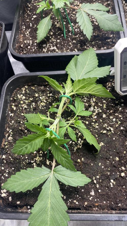 Sensi seeds - Critical runtz. Week 3