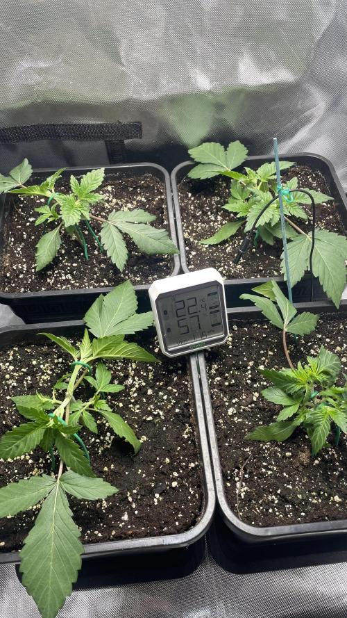 Sensi seeds - Critical runtz. Week 3