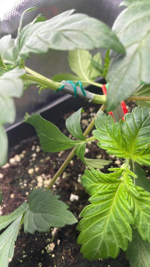 Sensi seeds - Critical runtz. Week 4 - Sos 👀🤦‍♂️
Etwas zu eifrig gewesen