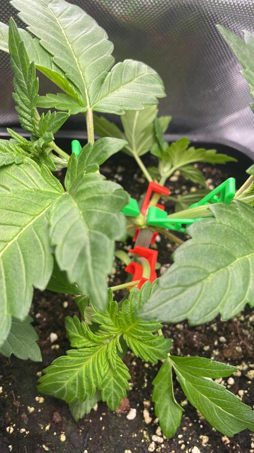 Sensi seeds - Critical runtz. Week 4