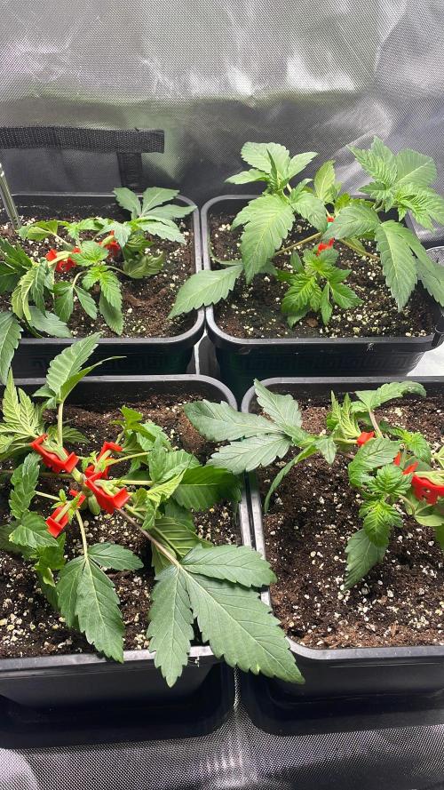 Sensi seeds - Critical runtz. Week 4