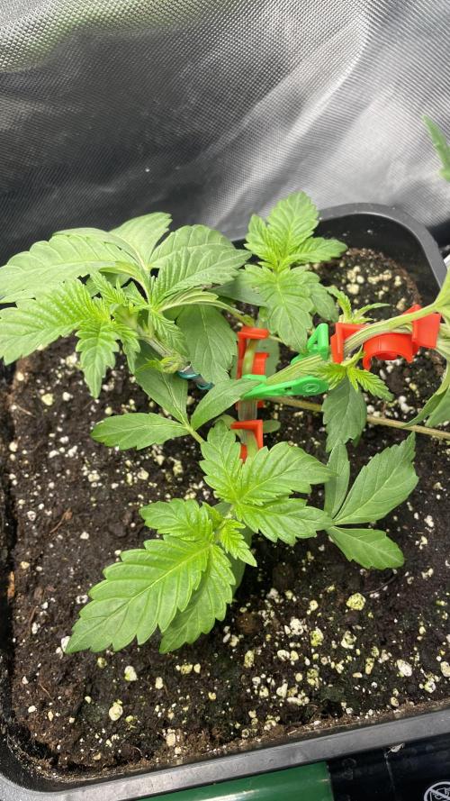 Sensi seeds - Critical runtz. Week 4