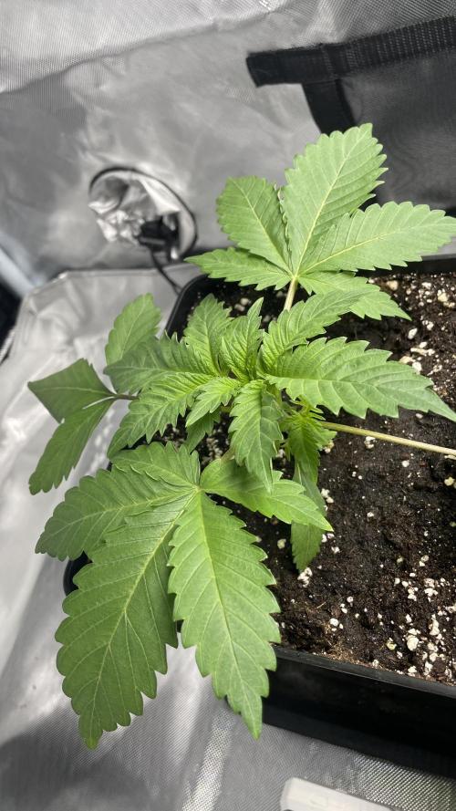 Sensi seeds - Critical runtz. Week 4