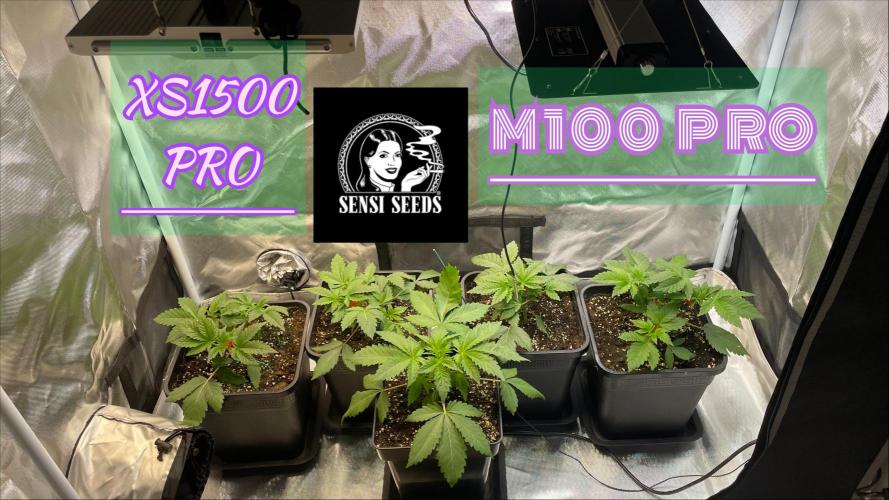 Sensi seeds - Critical runtz. Week 4 - Viparspectra vs Wizard of bloom