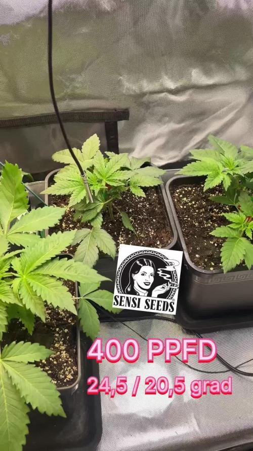 Sensi seeds - Critical runtz