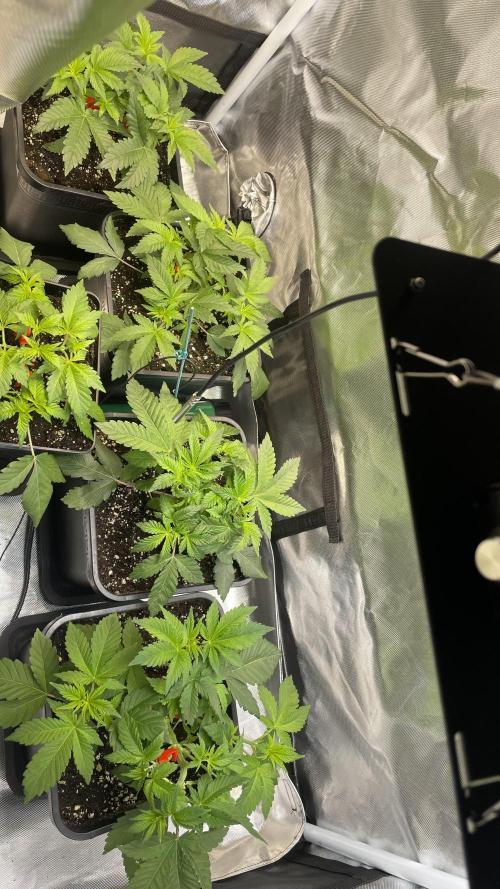 Sensi seeds - Critical runtz. Week 4