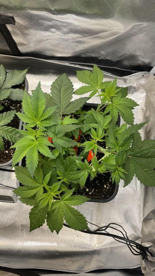 Sensi seeds - Critical runtz. Week 4