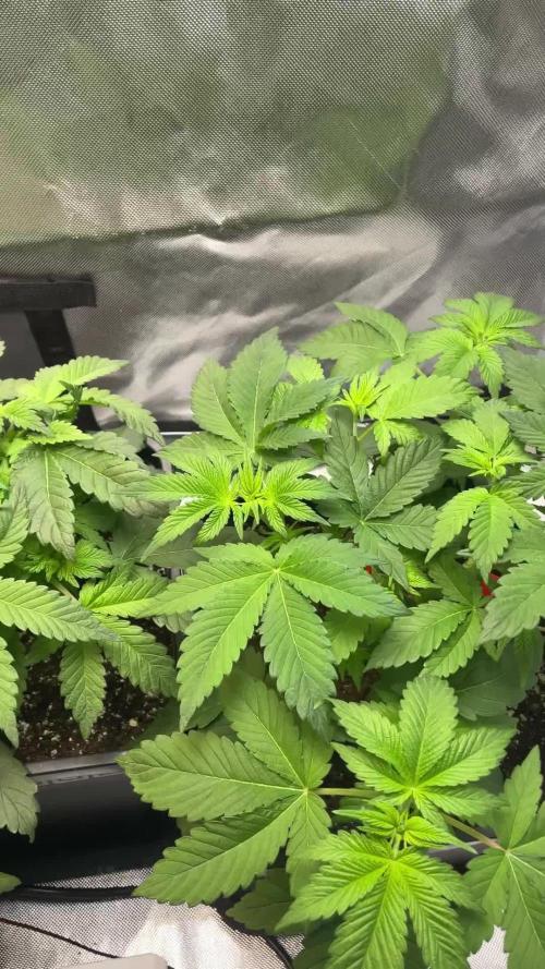 Sensi seeds - Critical runtz