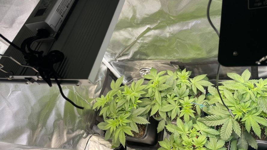 Sensi seeds - Critical runtz. Week 5