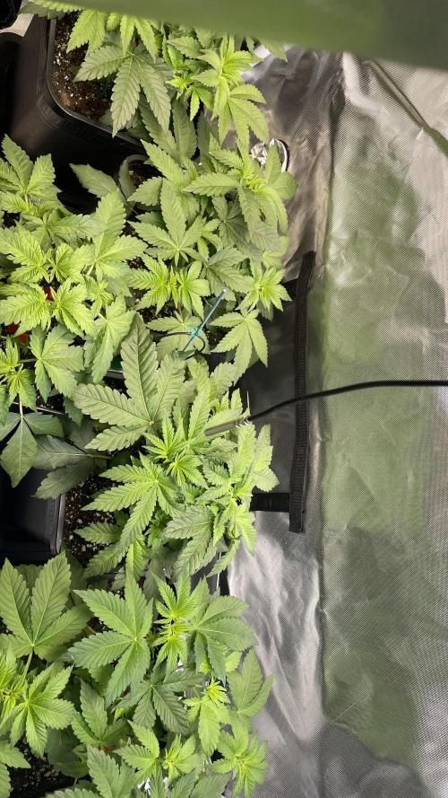 Sensi seeds - Critical runtz. Week 5