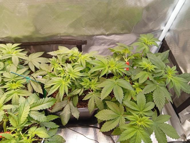 Sensi seeds - Critical runtz. Week 6