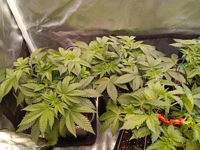 Sensi seeds - Critical runtz. Week 6