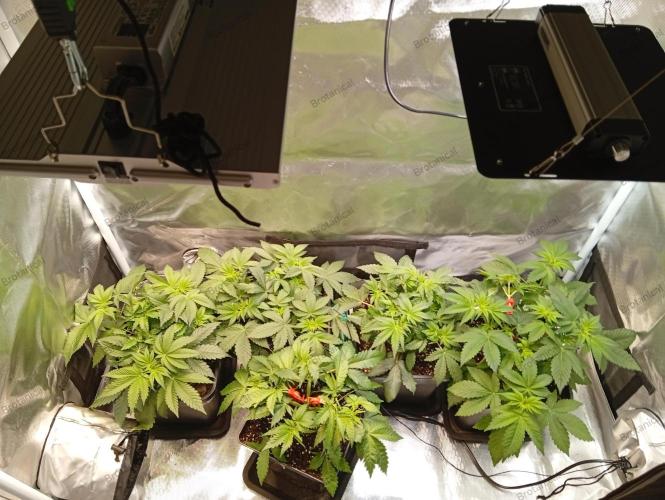 Sensi seeds - Critical runtz. Week 6 - Links die XS1500 Pro
Rechts die M100 Pro

Beide machen sich gut 