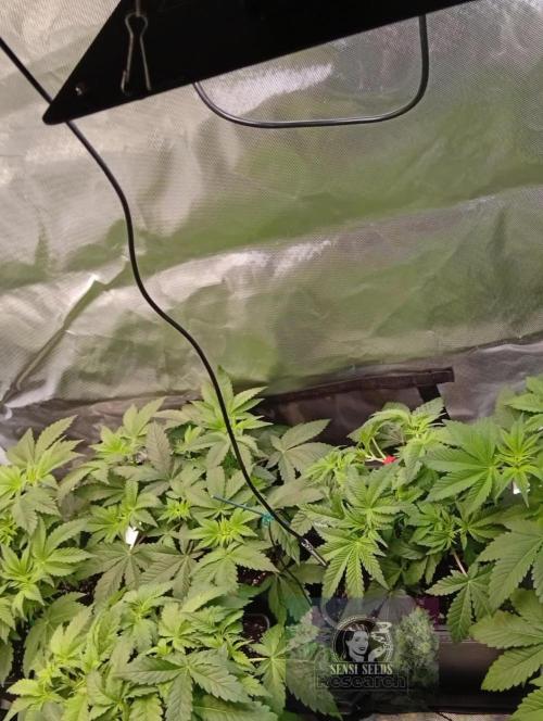 Sensi seeds - Critical runtz