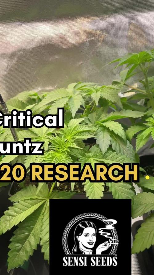 Sensi seeds - Critical runtz