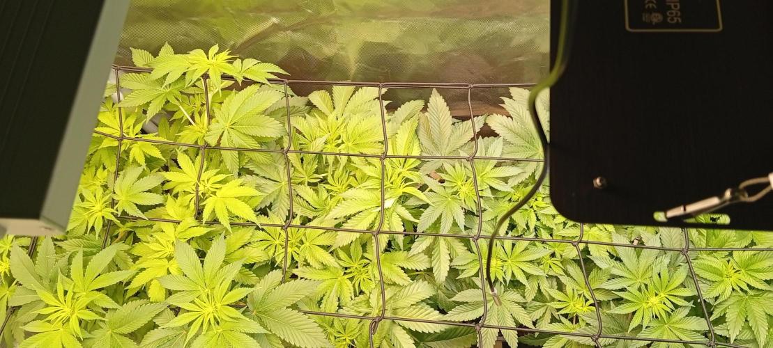 Sensi seeds - Critical runtz. Week 7 - Ende Blütewoche 2 
Beginn Woche 3 🌿🙏