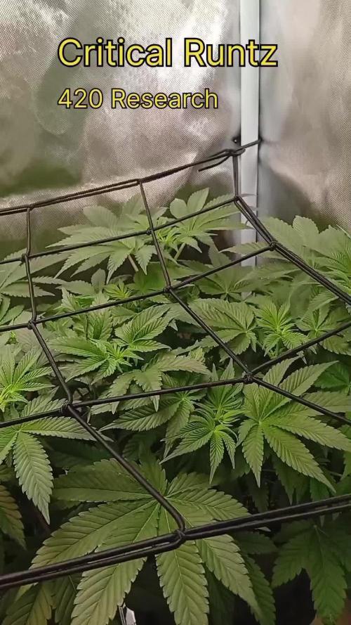 Sensi seeds - Critical runtz