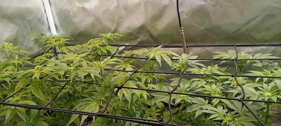 Sensi seeds - Critical runtz. Week 7 - Defoliert und entlaubt 
Die eine gibt mehr Gas als alle anderen 🌱😁 MutterNatur