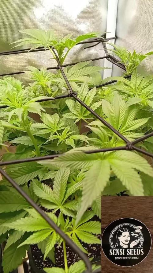 Sensi seeds - Critical runtz