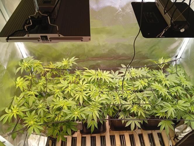 Sensi seeds - Critical runtz. Week 7