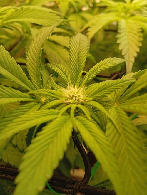 Sensi seeds - Critical runtz. Week 7