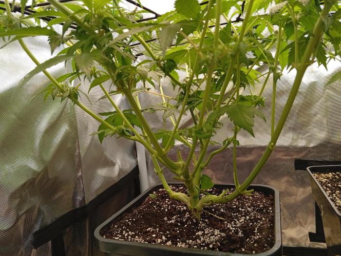 Sensi seeds - Critical runtz. Week 7