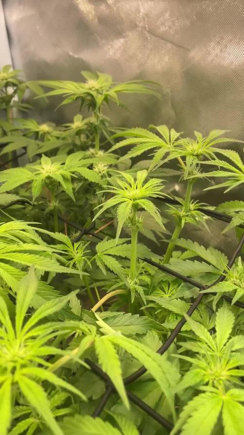 Sensi seeds - Critical runtz