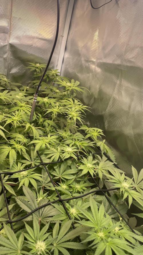 Sensi seeds - Critical runtz. Week 8