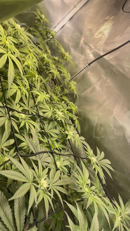 Sensi seeds - Critical runtz. Week 8