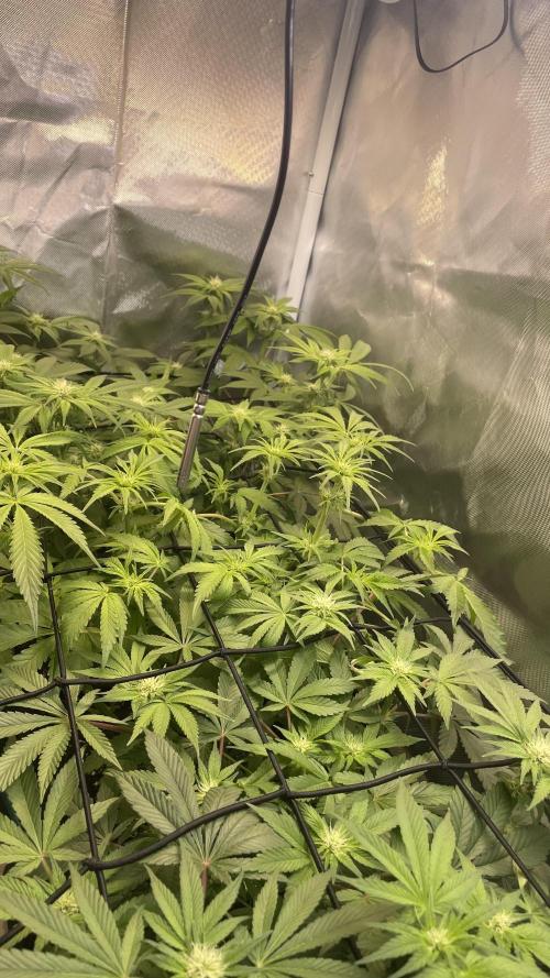 Sensi seeds - Critical runtz. Week 8