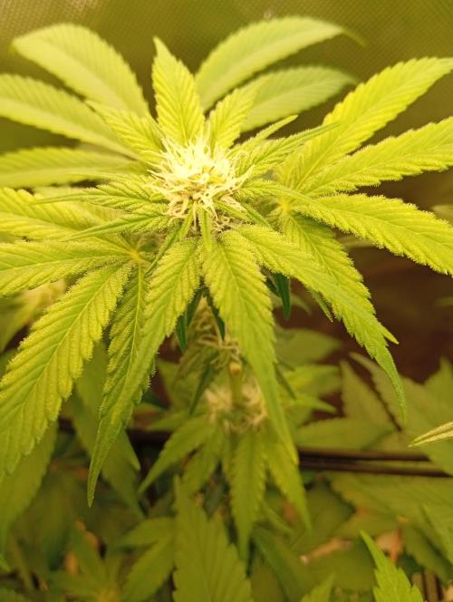 Sensi seeds - Critical runtz. Week 8