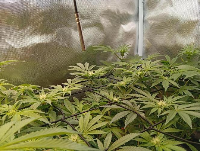 Sensi seeds - Critical runtz. Week 8
