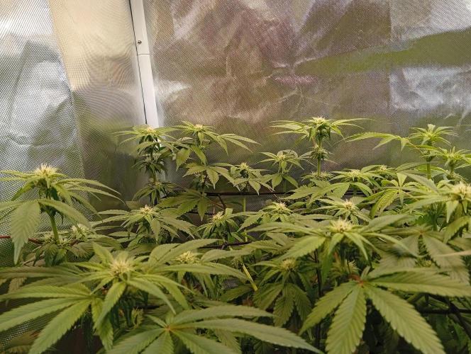 Sensi seeds - Critical runtz. Week 8