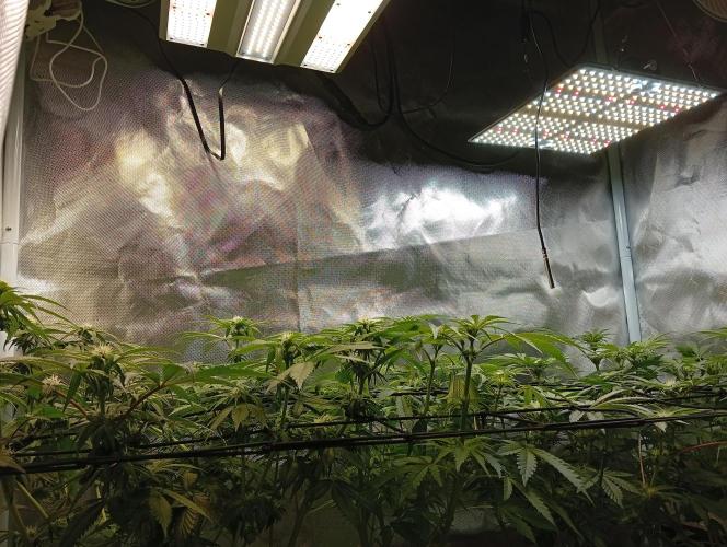 Sensi seeds - Critical runtz. Week 8