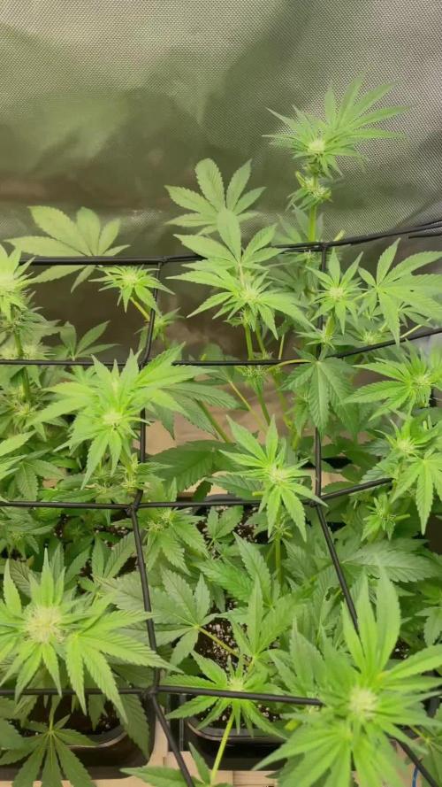 Sensi seeds - Critical runtz