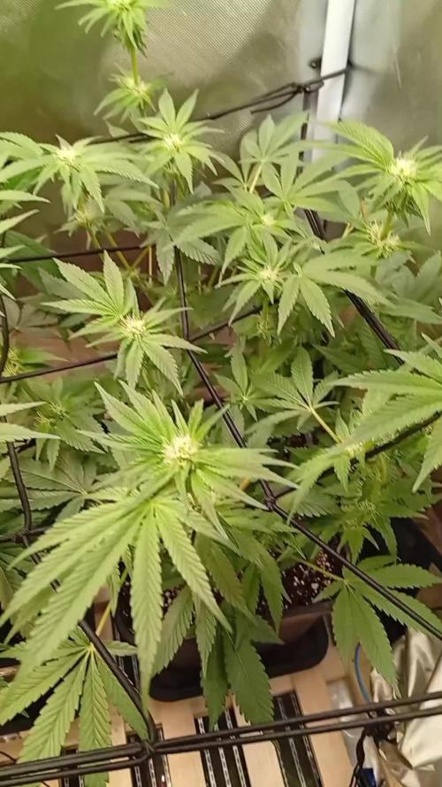 Sensi seeds - Critical runtz
