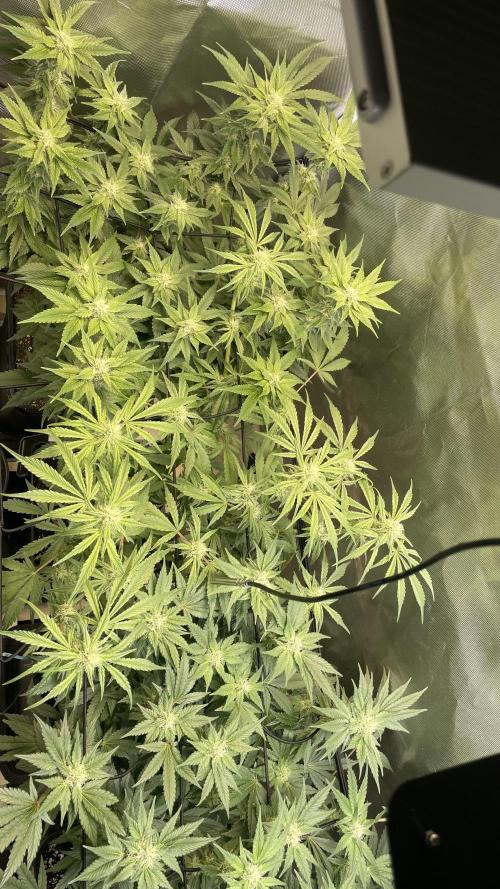 Sensi seeds - Critical runtz. Week 9