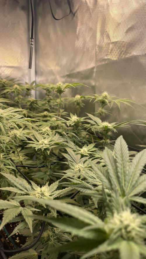 Sensi seeds - Critical runtz. Week 9
