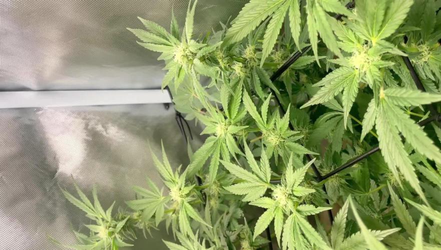 Sensi seeds - Critical runtz