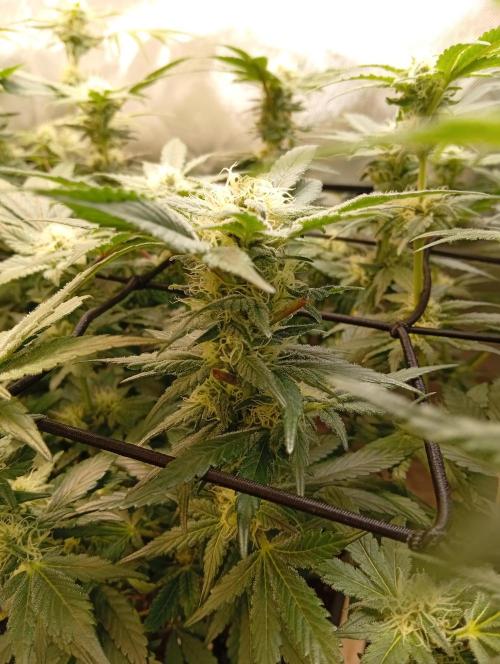 Sensi seeds - Critical runtz. Week 9