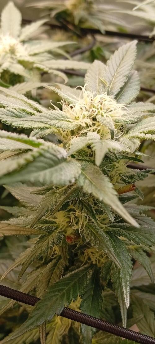 Sensi seeds - Critical runtz. Week 9