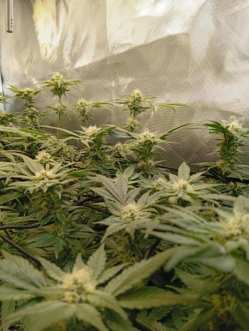 Sensi seeds - Critical runtz. Week 9