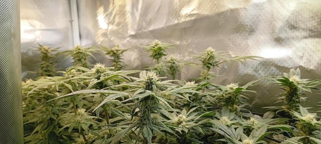 Sensi seeds - Critical runtz. Week 9