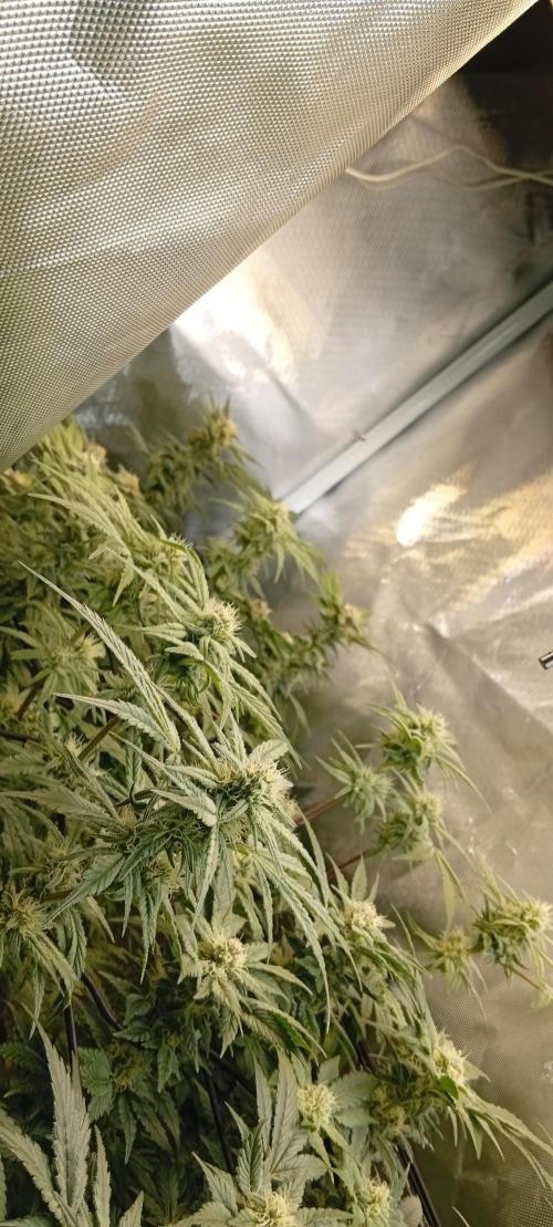 Sensi seeds - Critical runtz. Week 9