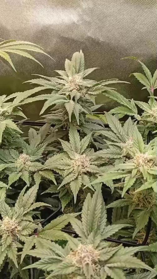Sensi seeds - Critical runtz