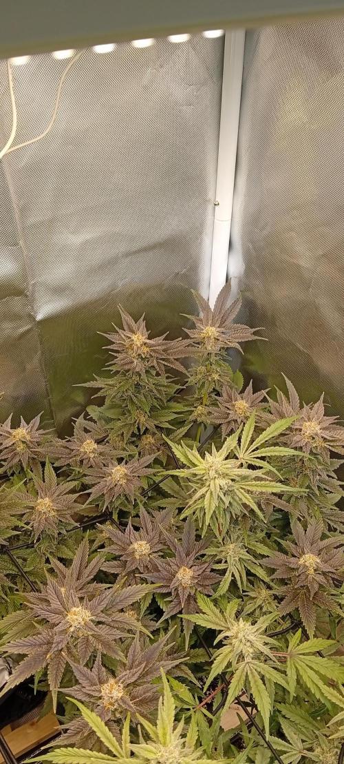 Sensi seeds - Critical runtz. Week 10
