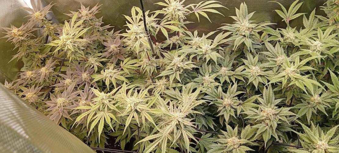 Sensi seeds - Critical runtz. Week 10