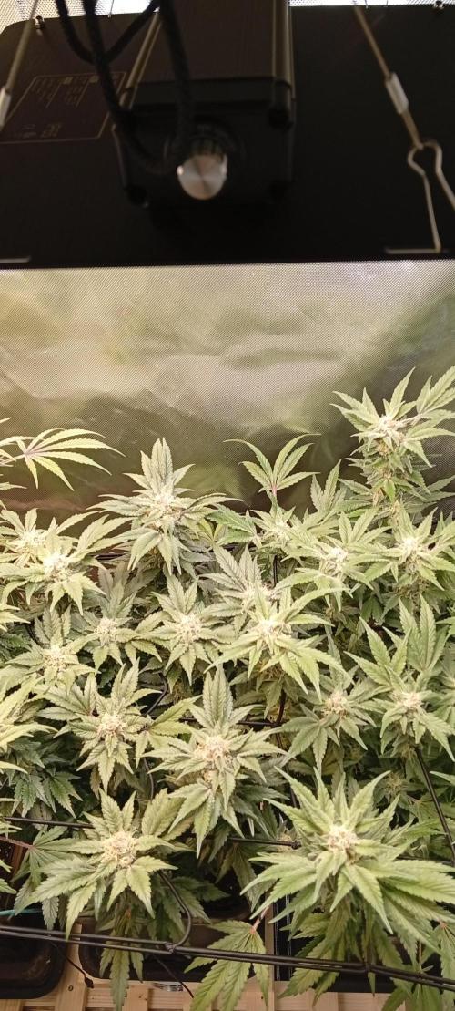 Sensi seeds - Critical runtz. Week 10
